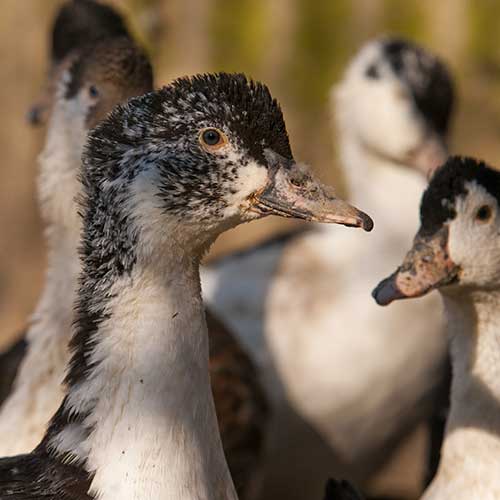 Du couvoir à l’abattoir : comment un ERP répond aux exigences de la filière canards gras