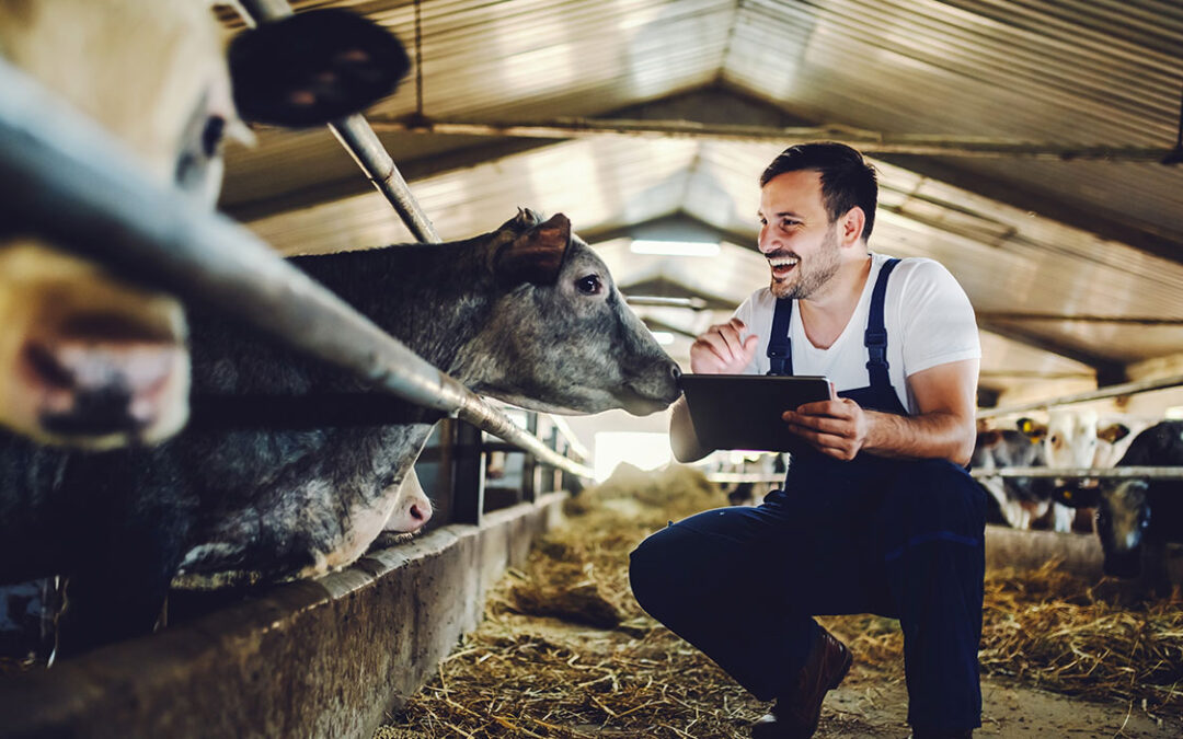 L&rsquo;importance des outils de gestion intégrée pour les centres de rassemblement de ruminants