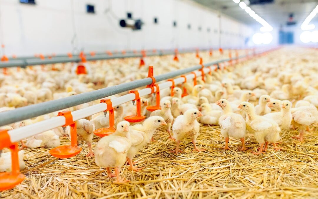 L&rsquo;importance de la planification dans la filière volaille