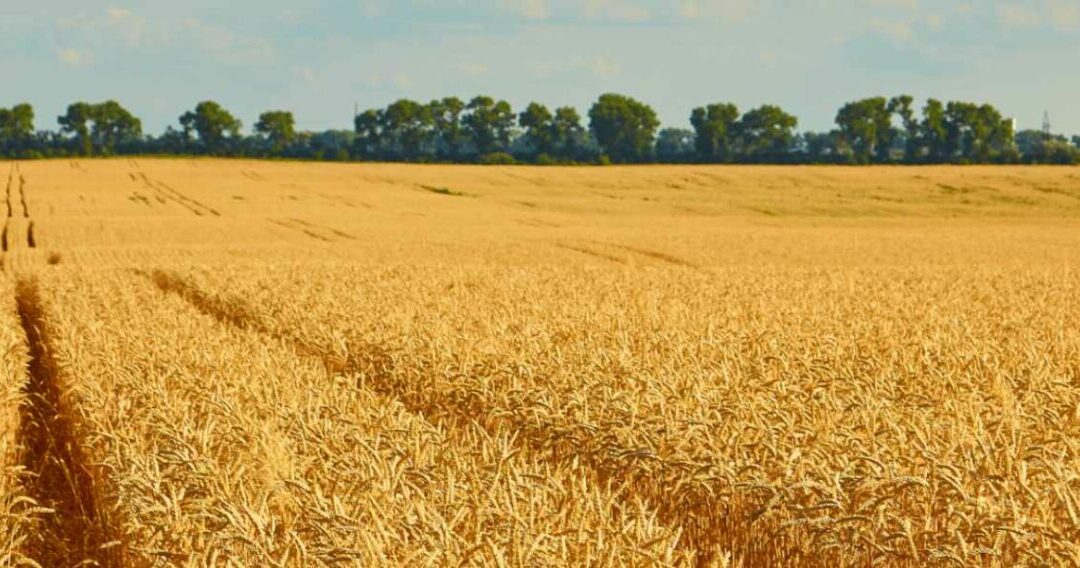 Les Filières tracées en céréales : un enjeu de suivi, de contrôle et d’organisation